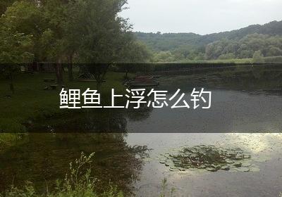 鲤鱼上浮怎么钓