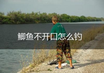 鲫鱼不开口怎么钓