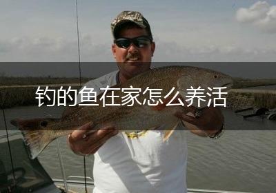 钓的鱼在家怎么养活