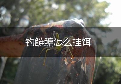 钓鲢鳙怎么挂饵