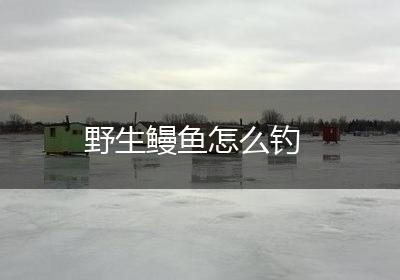 野生鳗鱼怎么钓