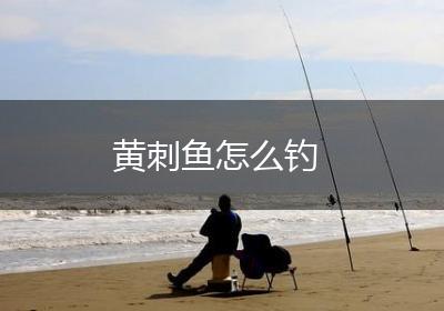 黄刺鱼怎么钓