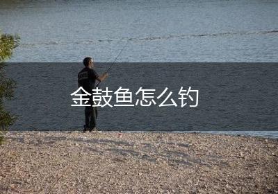 金鼓鱼怎么钓