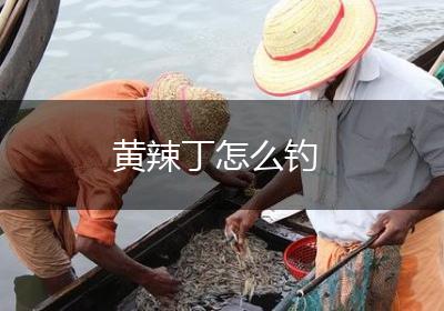 黄辣丁怎么钓
