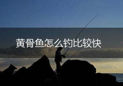 黄骨鱼怎么钓比较快