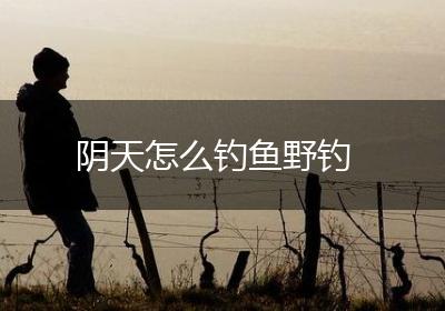 阴天怎么钓鱼野钓