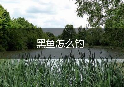 黑鱼怎么钓