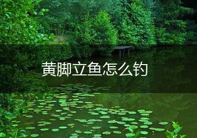 黄脚立鱼怎么钓