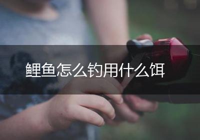 鲤鱼怎么钓用什么饵