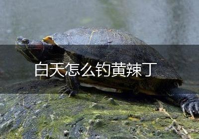 白天怎么钓黄辣丁