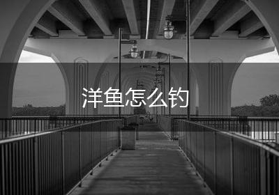 洋鱼怎么钓