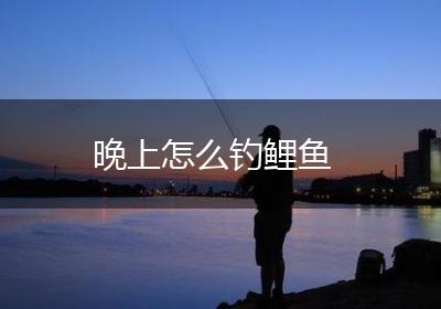 晚上怎么钓鲤鱼
