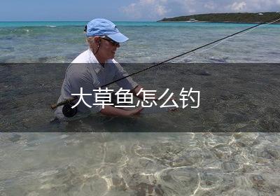 大草鱼怎么钓