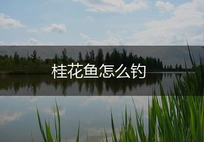 桂花鱼怎么钓