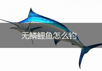 无鳞鲤鱼怎么钓