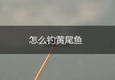 怎么钓黄尾鱼