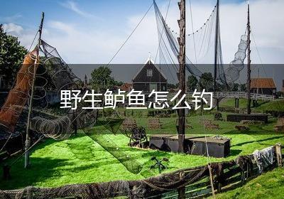 野生鲈鱼怎么钓