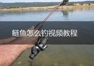 鲢鱼怎么钓视频教程