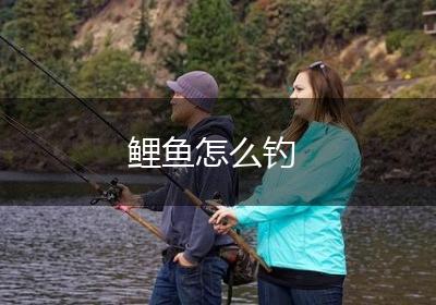 鲤鱼怎么钓