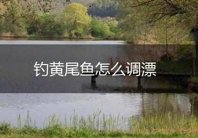 钓黄尾鱼怎么调漂
