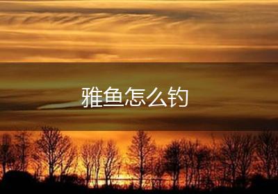 雅鱼怎么钓