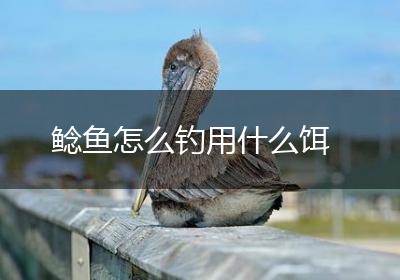 鲶鱼怎么钓用什么饵
