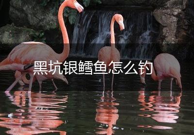 黑坑银鳕鱼怎么钓