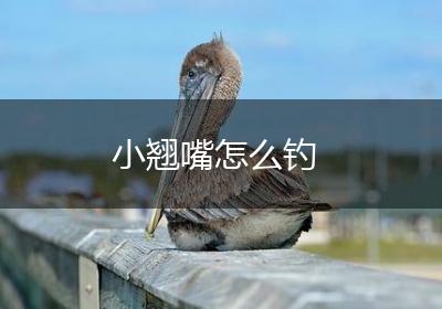 小翘嘴怎么钓