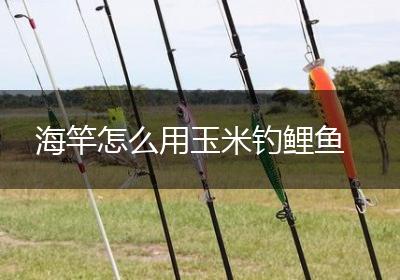 海竿怎么用玉米钓鲤鱼