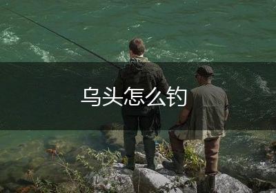 乌头怎么钓