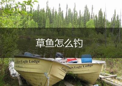 草鱼怎么钓