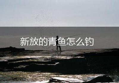 新放的青鱼怎么钓