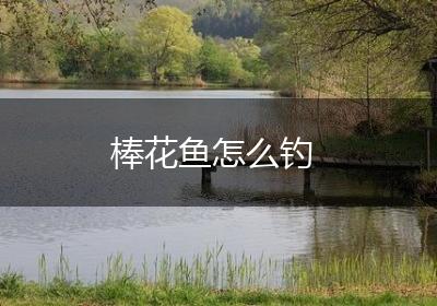 棒花鱼怎么钓
