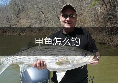 甲鱼怎么钓