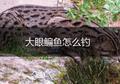 大眼鳊鱼怎么钓