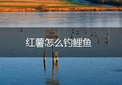 红薯怎么钓鲤鱼