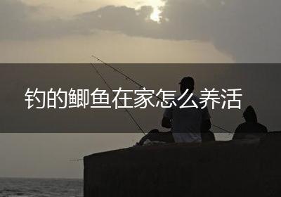 钓的鲫鱼在家怎么养活