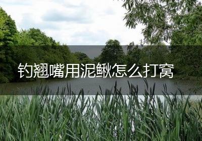 钓翘嘴用泥鳅怎么打窝