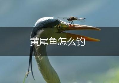 黄尾鱼怎么钓