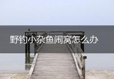 野钓小杂鱼闹窝怎么办