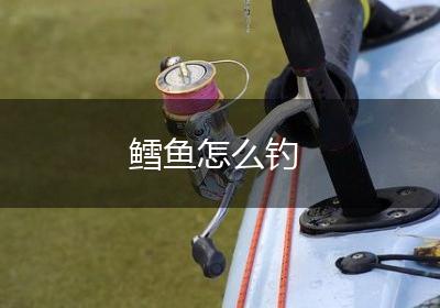 鳕鱼怎么钓