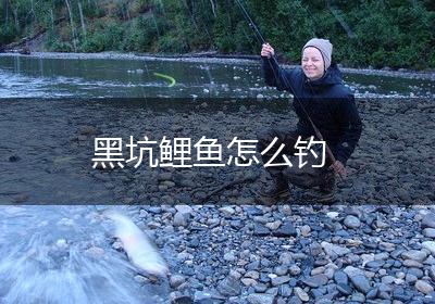 黑坑鲤鱼怎么钓