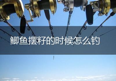 鲫鱼摆籽的时候怎么钓