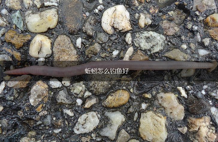 蚯蚓怎么钓鱼好,第1张