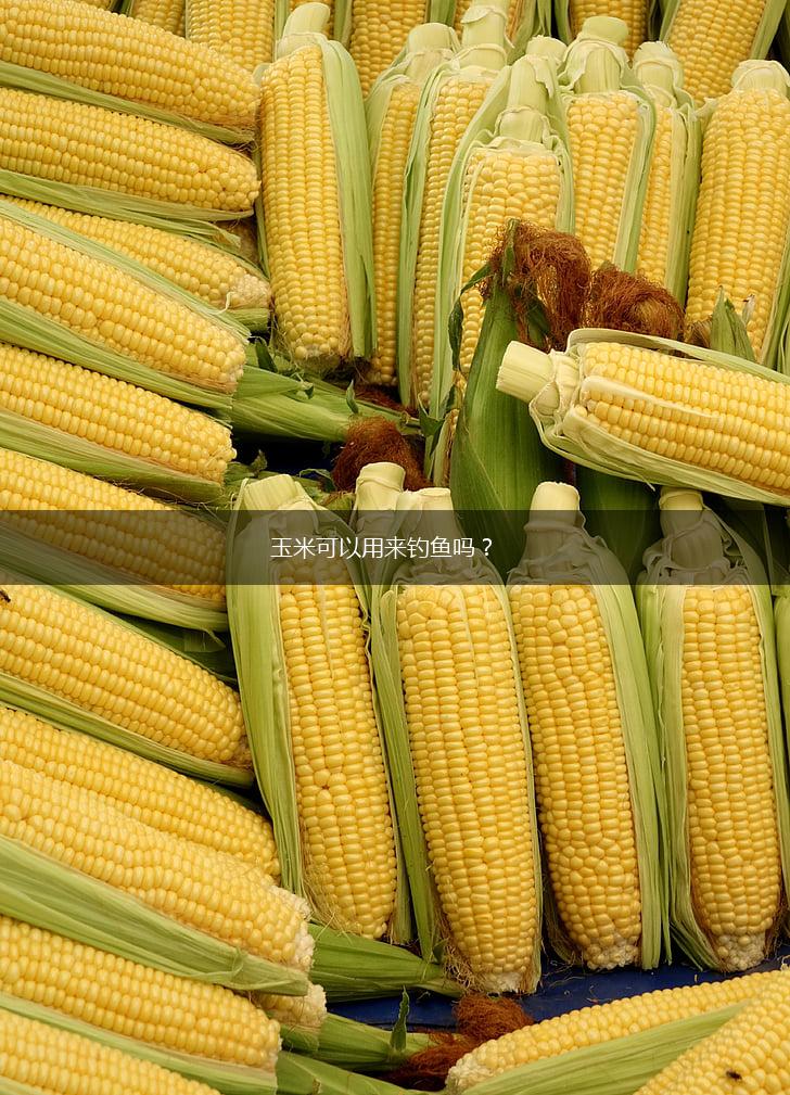玉米可以用来钓鱼吗？,第1张