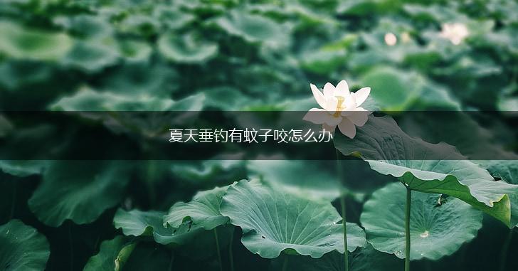 夏天垂钓有蚊子咬怎么办,第1张
