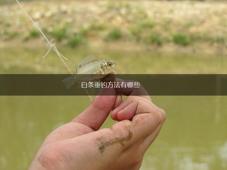 白条垂钓方法有哪些,第1张