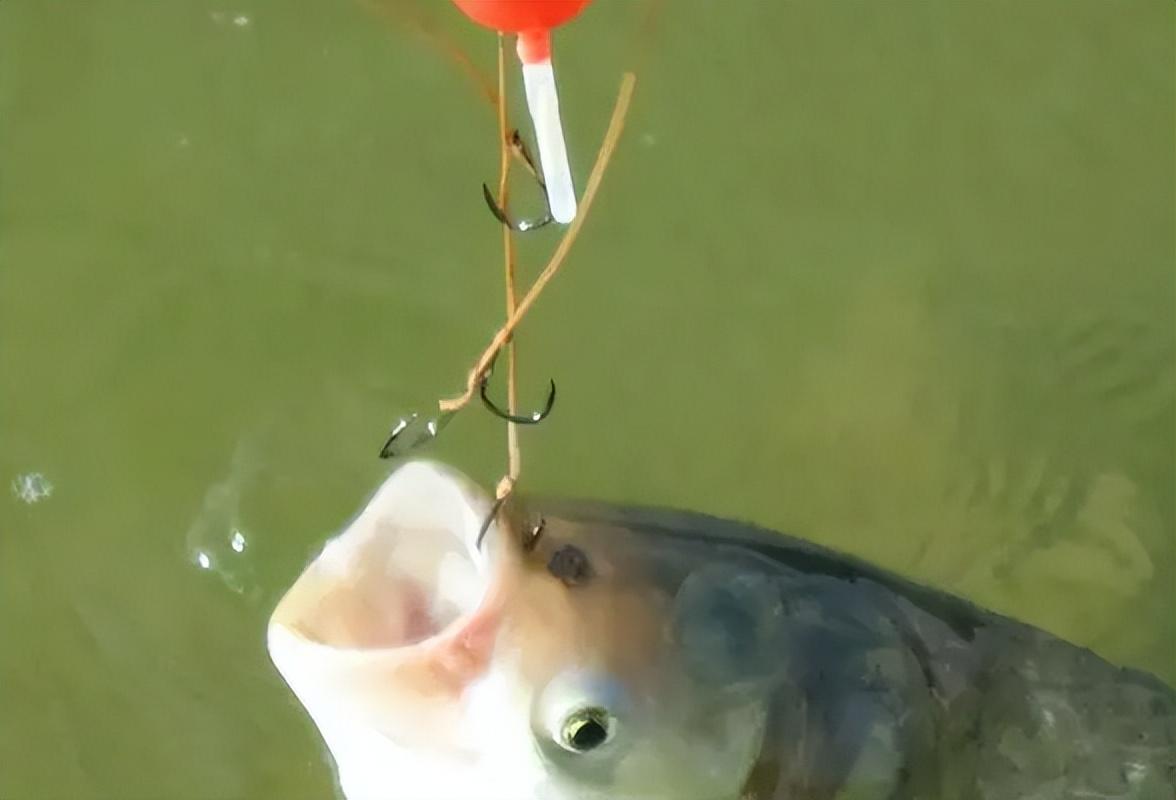 如何钓鲢鳙掌握这5点“技巧”让你快速出鱼,第5张 如何钓鲢鳙掌握这5点“技巧”让你快速出鱼,第5张