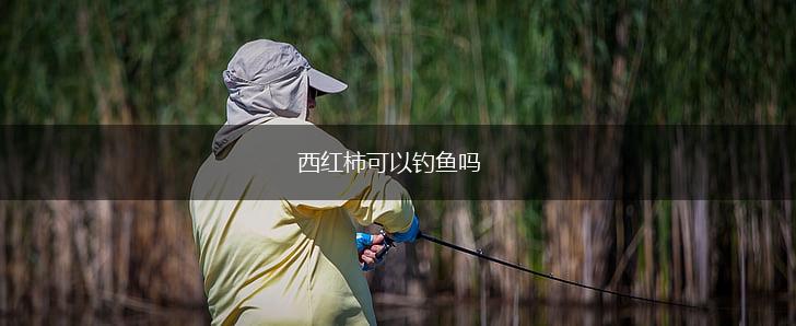 西红柿可以钓鱼吗,第1张