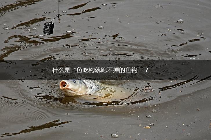 什么是“鱼吃钩就跑不掉的鱼钩”？,第1张